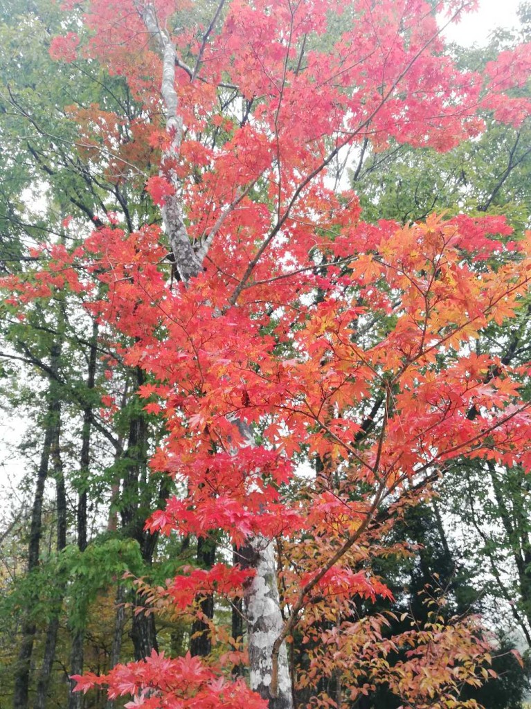 モミジ②